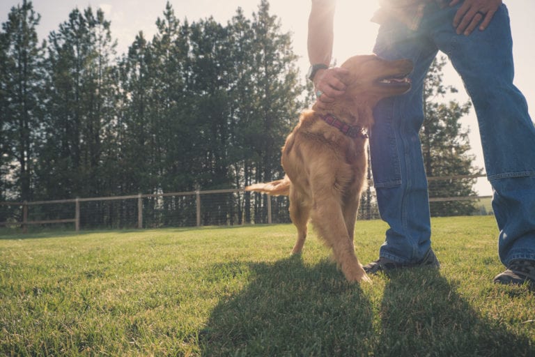About Palouse River Kennels Dog Boarding Training Obedience Palouse
